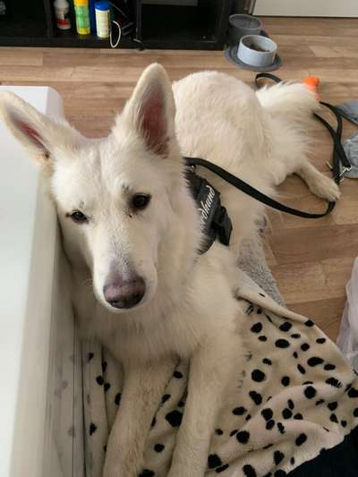 Dogorama Photo Challenge - besondere Eigenschaften-Beitrag-Bild