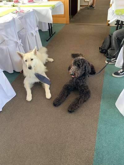 Impulskontrolle Challenge Nr.: 7
         "Gesellschaftsfähig"-Beitrag-Bild