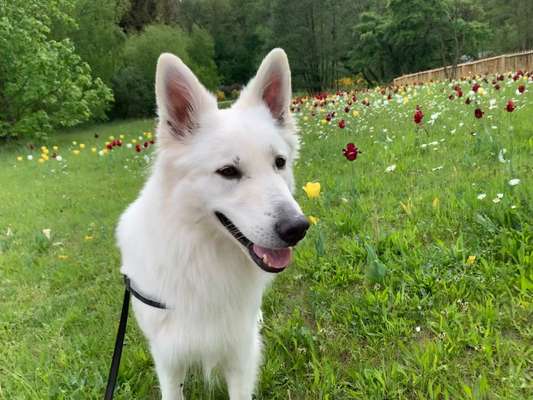 27. Collagen Challenge - Dein Hund mit Blume(n)-Beitrag-Bild