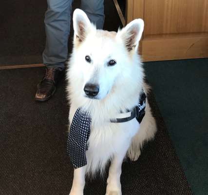 Unsere Fellnasen im Regenbogenland-Beitrag-Bild