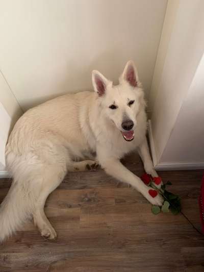 Valentins Wuffis-Beitrag-Bild