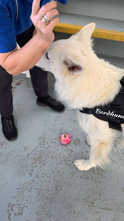 27. Collagen Challenge - Dein Hund mit Blume(n)-Beitrag-Bild