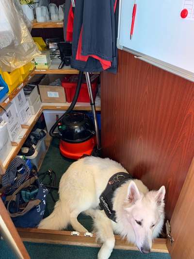 Dogorama Photo Challenge - Hündische Haushaltshilfe-Beitrag-Bild