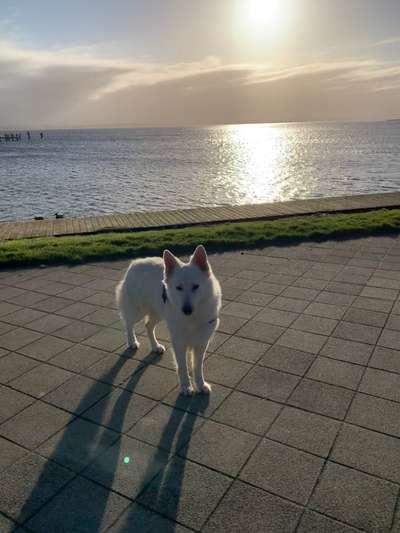 Unsere Fellnasen im Regenbogenland-Beitrag-Bild