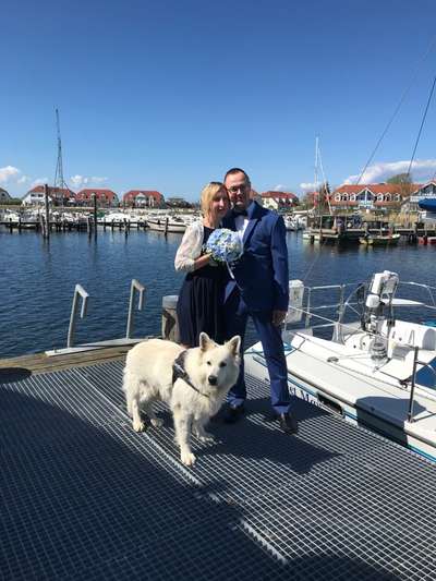 27. Collagen Challenge - Dein Hund mit Blume(n)-Beitrag-Bild