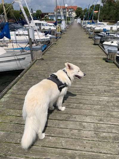 43. Collage Challenge - Schattenspiele-Beitrag-Bild