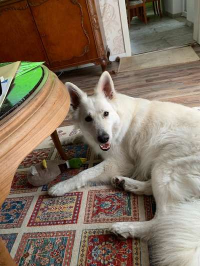 147. Foto Challenge: Bettelblick-Beitrag-Bild