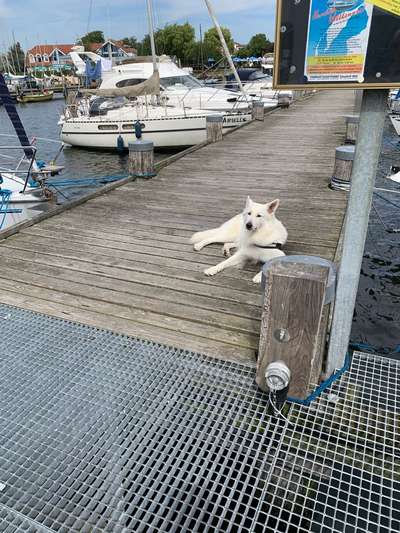 19. Collagen Challenge - Brücken-Beitrag-Bild