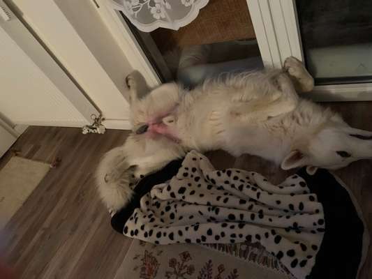 Dogorama Photo Challenge - Zeigt her eure Bäuche-Beitrag-Bild