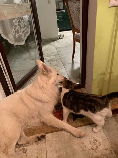 Hund und Katz Momente-Beitrag-Bild