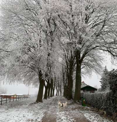 24. Collage-Challenge  *Hund im Schnee*-Beitrag-Bild