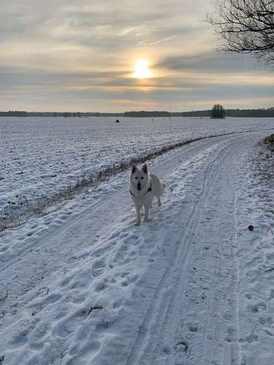 24. Collage-Challenge  *Hund im Schnee*-Beitrag-Bild