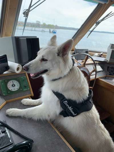 Dogorama Photo Challenge - TV Hund-Beitrag-Bild