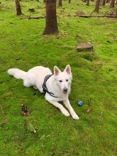 39. Collagen Challenge - Dein Hund auf einer Wiese-Beitrag-Bild