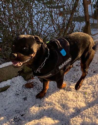 40.Collagen Challenge - Hundefreunde-Beitrag-Bild