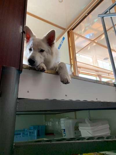 Fotos &Collagen: Beobachtungsposten-Beitrag-Bild