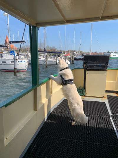 45. Handy - Foto - Challenge-Beitrag-Bild