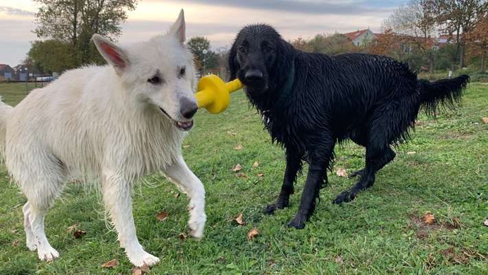 Zeige deinen Schatz mit seinem Lieblingsspielzeug.-Beitrag-Bild