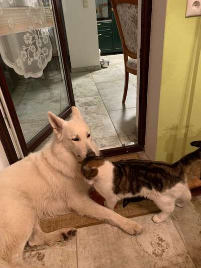 Hund und Katz Momente-Beitrag-Bild