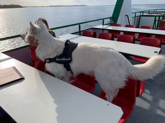 31. Collagen Challenge - Bänke/ Steine /Baumstümpfe-Beitrag-Bild