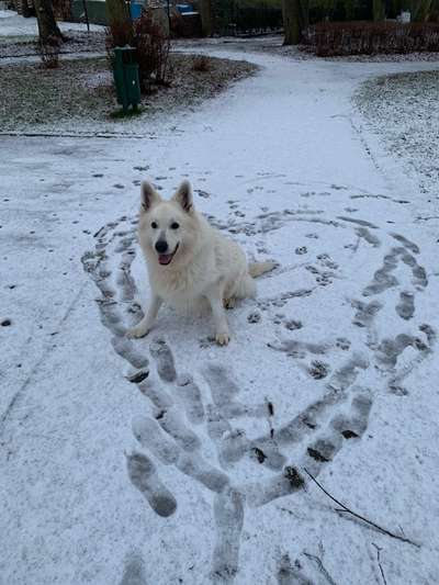 Foto Challenge Nr.: 114
Hunde im Schnee-Beitrag-Bild
