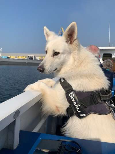 Unsere Fellnasen im Regenbogenland-Beitrag-Bild