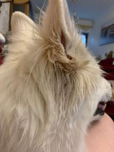 Dogorama Photo Challenge - Details Ganz nah-Beitrag-Bild