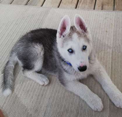 Welpen Bilder !-Beitrag-Bild