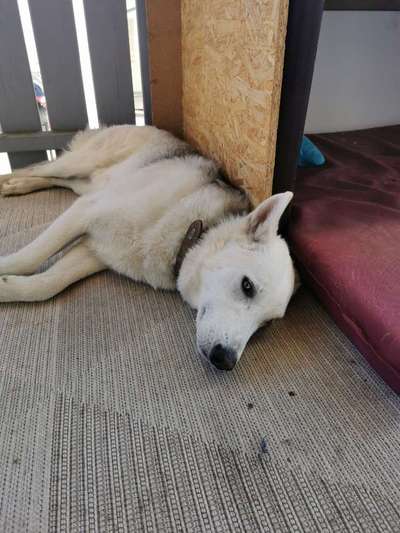 Welpen Bilder !-Beitrag-Bild