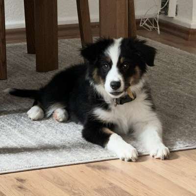 Hundetreffen-kleine oder ruhige Spielkameraden gesucht-Bild