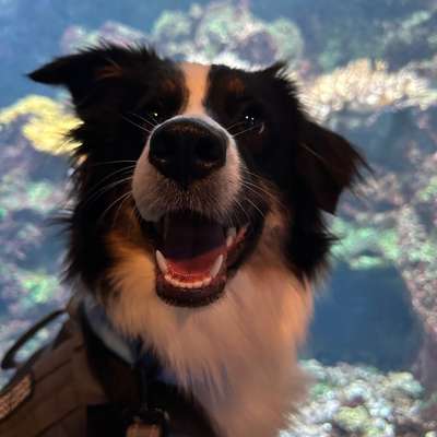 Hundetreffen-Spazieren gehen-Bild