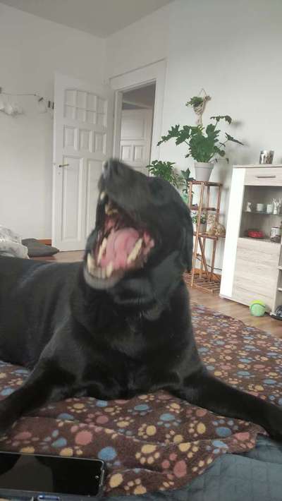 Die Dogorama-Wochen-Challenge "Die schönste Grimasse"-Beitrag-Bild