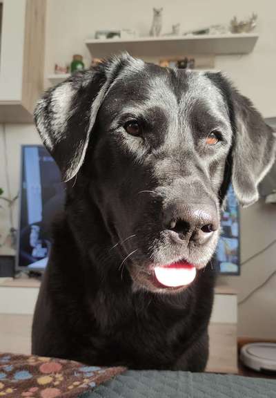 Labradorfans-Beitrag-Bild