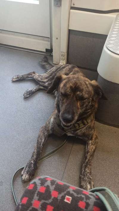 Auslandstierschutz-Beitrag-Bild