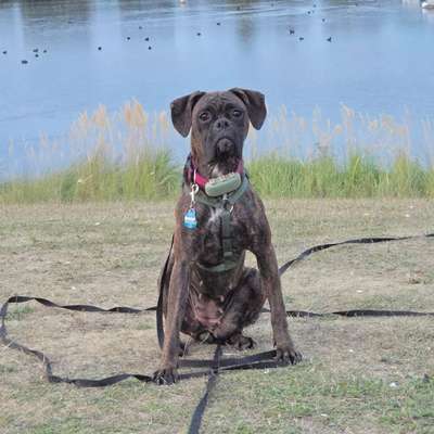 Hundetreffen-Treffen zum Spielen in Dinslaken auf der Hundewiese-Bild