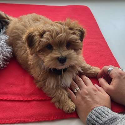 Hundetreffen-Welpentreffen-Bild