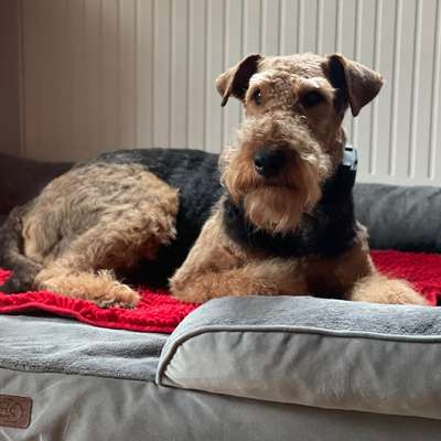 Airedale Terrier-Beitrag-Bild