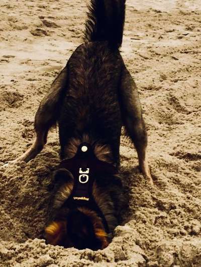 Dogorama Photo Challenge - Buddeln-Beitrag-Bild