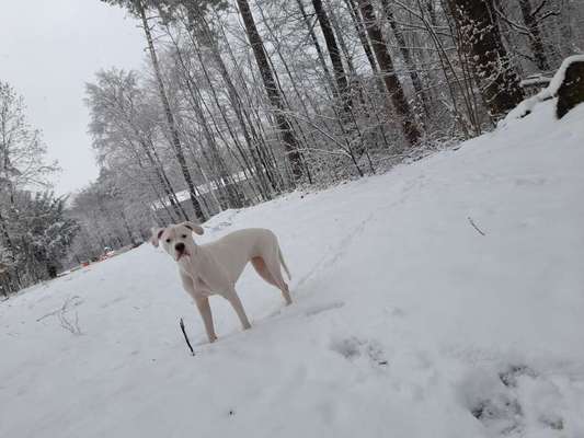 Die Dogorama Wochen Challenge-Beitrag-Bild