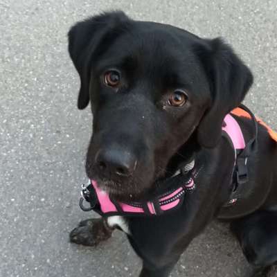 Hundetreffen-Gemeinsam spazieren gehen-Bild