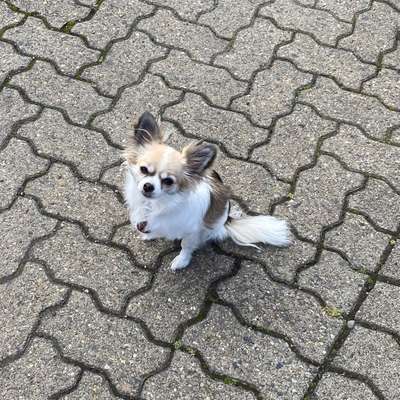 Hundetreffen-Gassi- oder Spielrunde für Chihuahuas-Bild