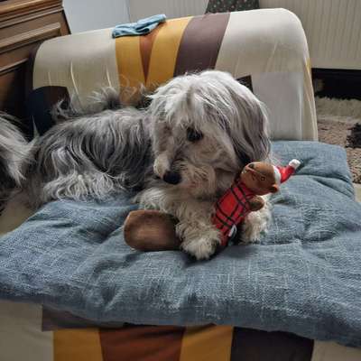 Hundetreffen-Ronja (ca. 1 1/2 Jahre alt) sucht Gassi & Spiel Freunde (Lahn Dill Kreis)-Bild