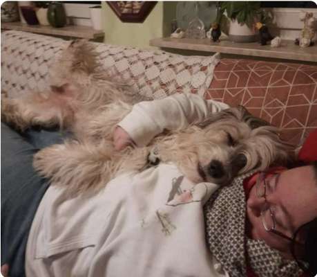 Dogorama Photo Challenge - Hündchen streckt dich-Beitrag-Bild