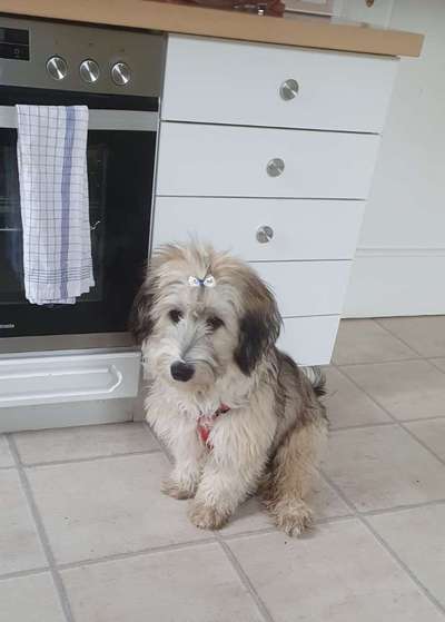 Auslandstierschutz-Beitrag-Bild