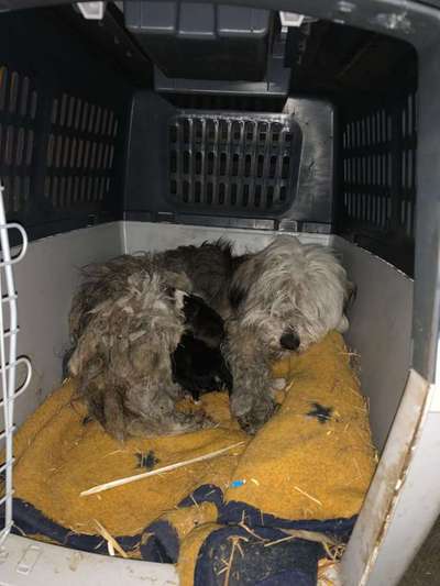 Auslandstierschutz-Beitrag-Bild