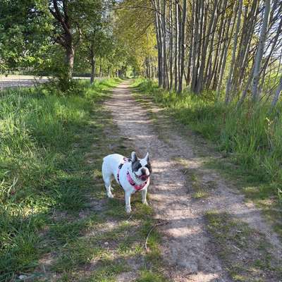 Hundetreffen-Gassirunde Karower Wiesen-Bild