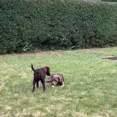 Hundetreffen-Playdate for puppies-Bild