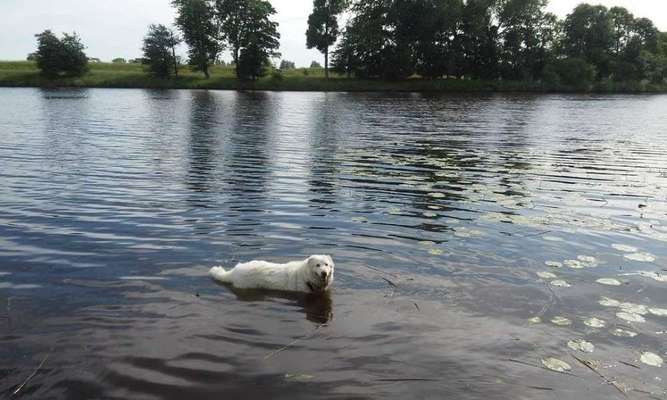 Fotowettbewerb: Wasserratte-Beitrag-Bild