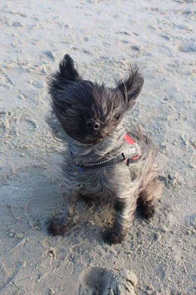 Dogorama Photo Challenge - lustigste Grimasse-Beitrag-Bild