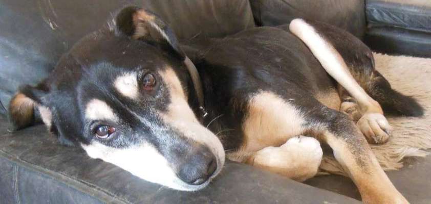 Unsere Fellnasen im Regenbogenland-Beitrag-Bild